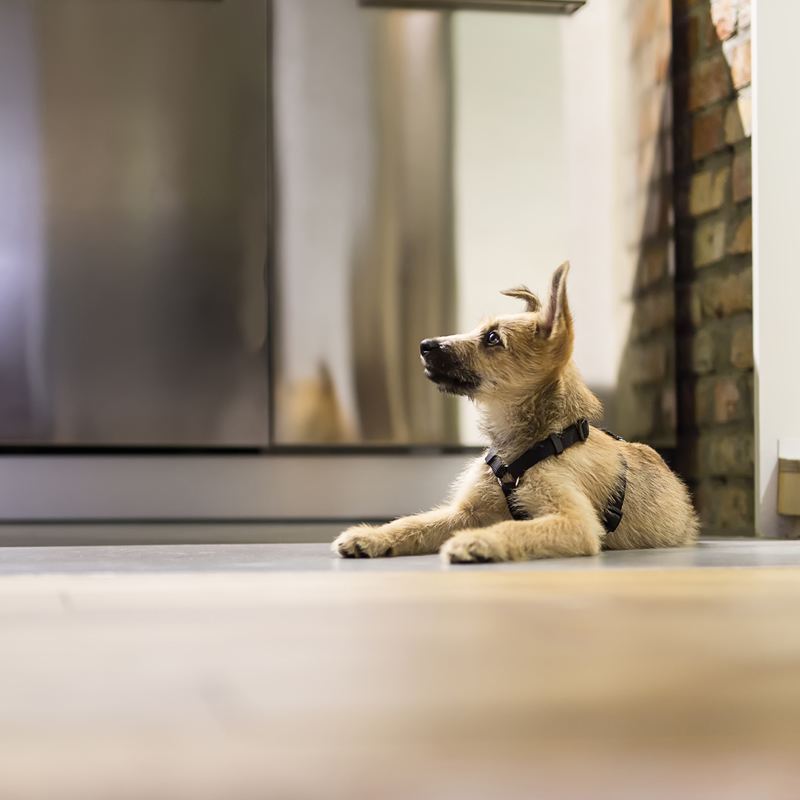 Pet Odors